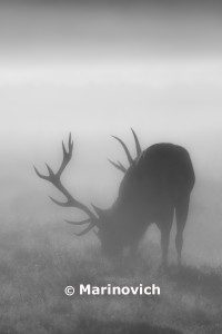 "Red Deer - UK wildlife"
