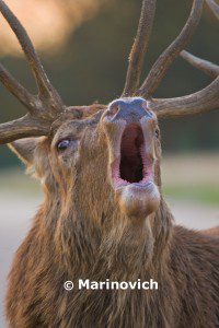 "Red deer rut in Bushy Park, England"