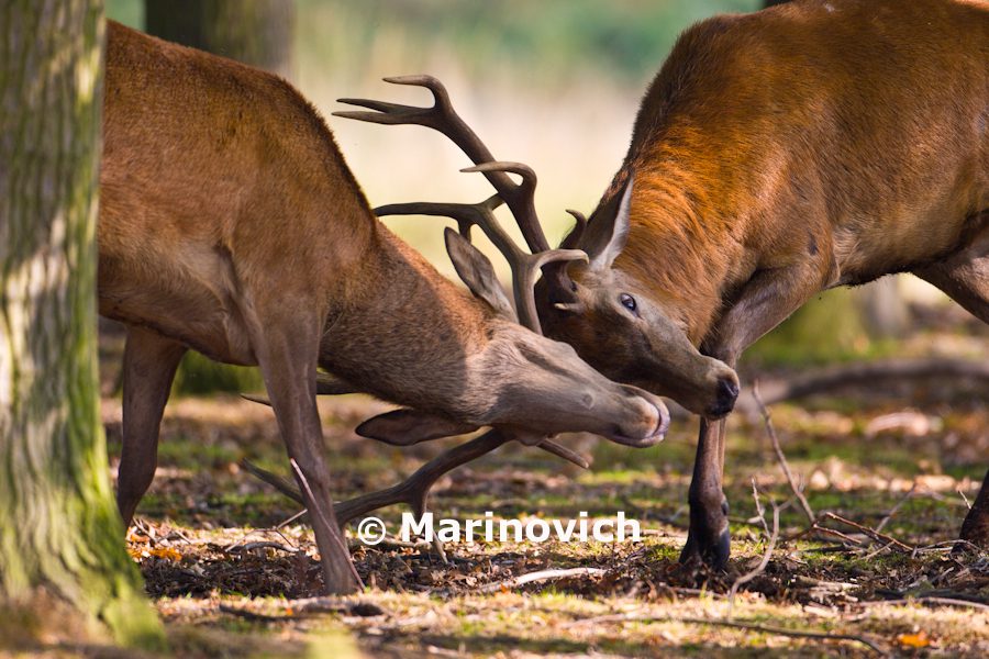 “Deer Rut in the UK – Marinovich Photography”