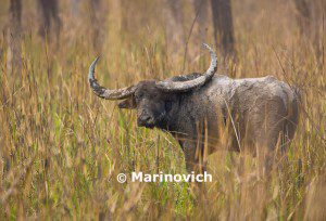 "Asian Buffalo - manas National park