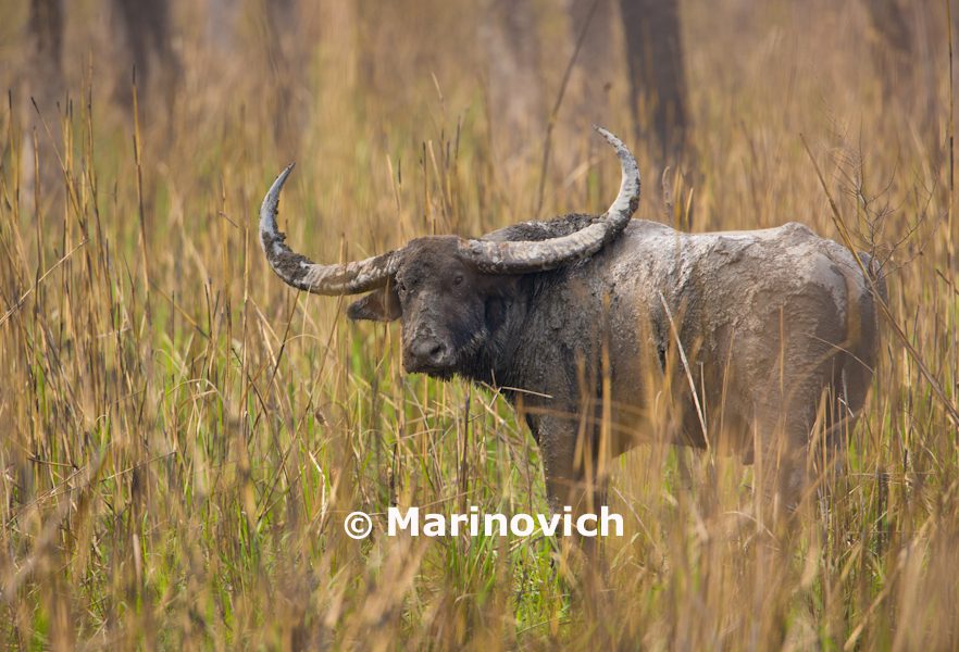 “Manas National Park – India – Marinovich Photography”
