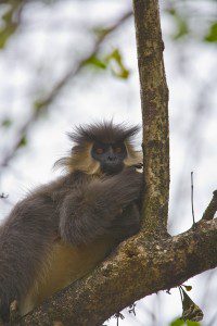 "Capped Langur in Manans National Park"
