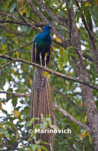 "Peacock peafowl - manas national park"