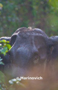 "Asian elephant - Manas National Park"