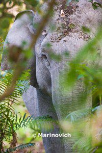 "Asian Elephant in Manas National Park"