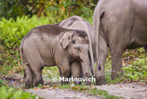 "Asian elephant in Kaziranga National park - Indian Wildlife"