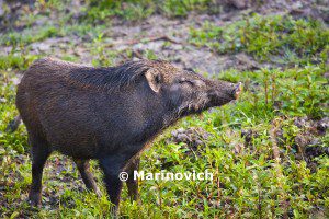 "Wild pig in Kaziranga National Park - Indian wildlife"