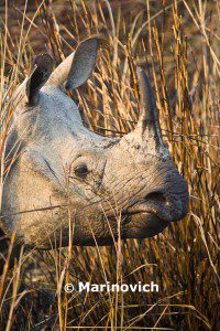 "Greater one horned Rhino - Indian Rhino"