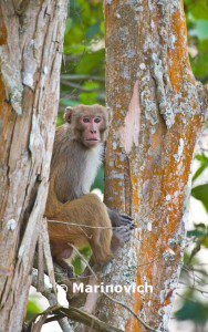 "Assamese Macaque - Indian Wildlife"