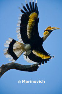 "Great pied Hornbill - Indian Wildlife"