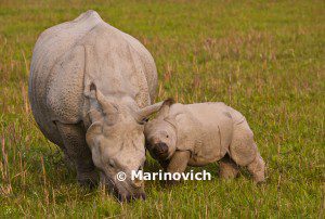 "Greater one horned Rhino Mother and calf"
