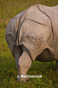 "Greater one horned Rhino - Indian Rhino"