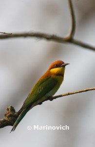 "chestnut -headed bee-eater - indian Wildlife"