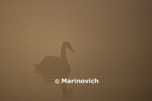 "Mute Swan- UK wildlife"