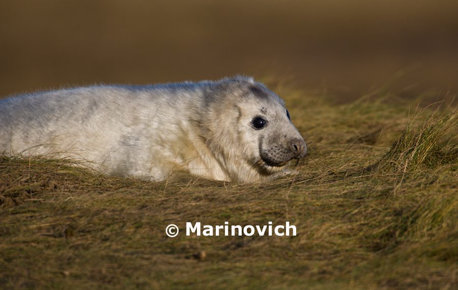 “Donna Nook Grey Seals – Marinovich Photography”