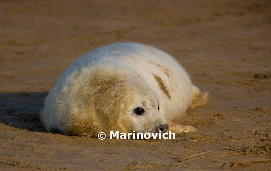 “Donna Nook Grey Seals – Marinovich Photography”