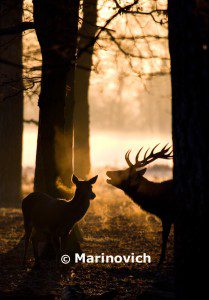"Red deer rut in Bushy Park, England"