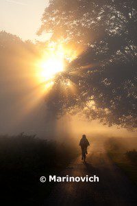 "Sunrise in Bushy Park, England"