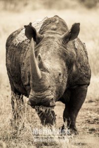 "Southern White Rhino by Wayne Marinovich Photography"