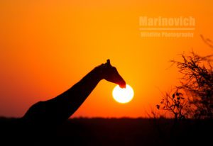 “A Kruger National Park Visit – Wayne Marinovich Photography”