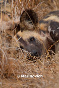 "African Wild Dog - Kruger National Park, South Africa"