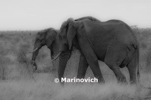 "African elephant - Kruger National Park, South Africa"
