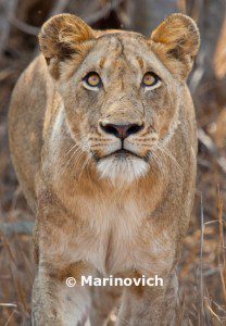 "African Lioness - Kruger National Park, South Africa"