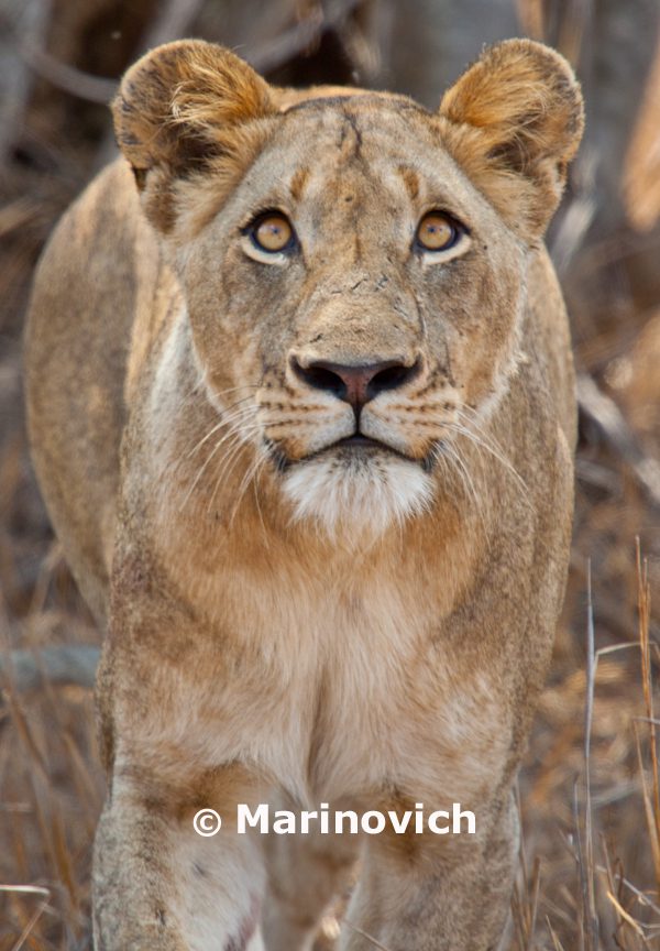 “A Kruger National Park Visit – Marinovich Photography”