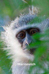 "Velvet Monkey - Kruger National Park, South Africa"