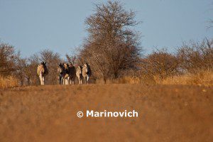 "Burchells Zebra - Kruger National Park, South Africa"