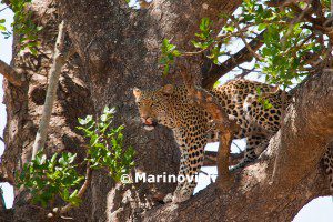 "Leopard - Kruger National Park, South Africa"