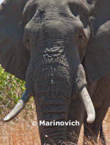 "African elephant- Kruger National Park, South Africa"