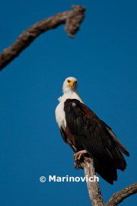 "African Fish eagle - Kruger National Park, South Africa"