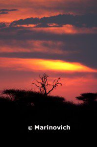"African sunset - Kruger National Park, South Africa"