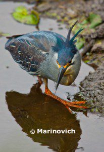 "Green backed Heron - Kruger National Park, South Africa"