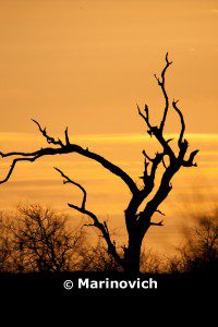 "African Sunset - Kruger National Park, South Africa"