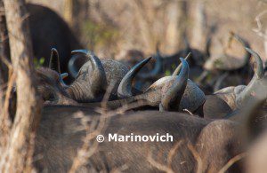 "African Buffalo - Kruger National Park, South Africa"