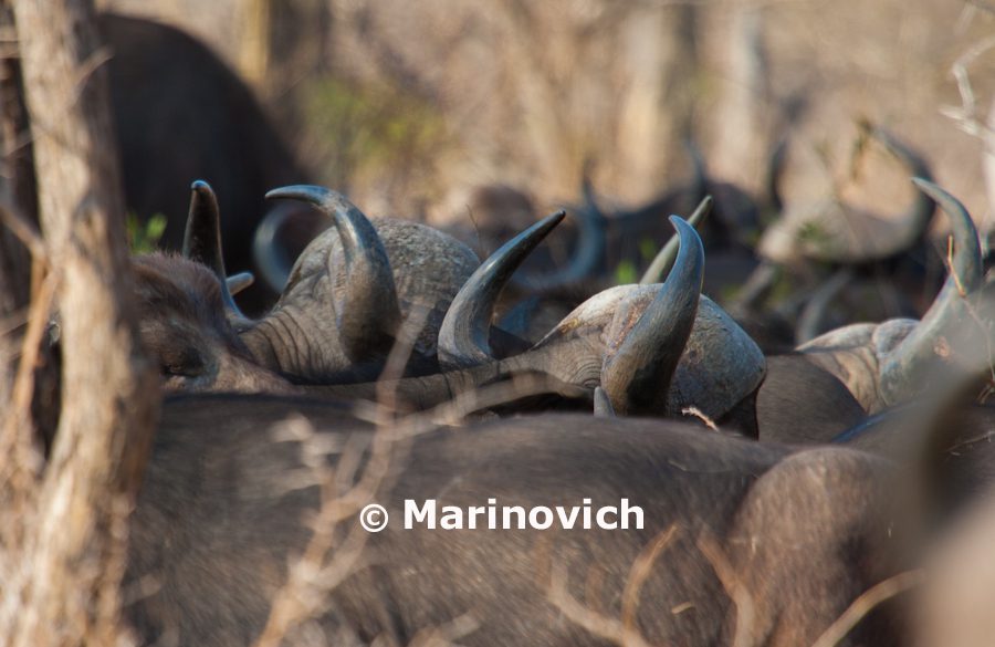 “A Kruger National Park Visit – Marinovich Photography”