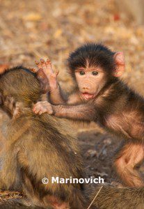 "Chacma Baboon - Kruger National Park, South Africa"