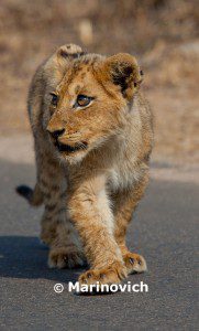 "African Lion cub - Kruger National Park, South Africa"