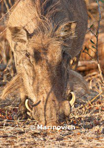 "Warthog - Kruger National Park, South Africa"