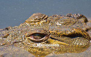 "African crocodile - Kruger National Park, South Africa"