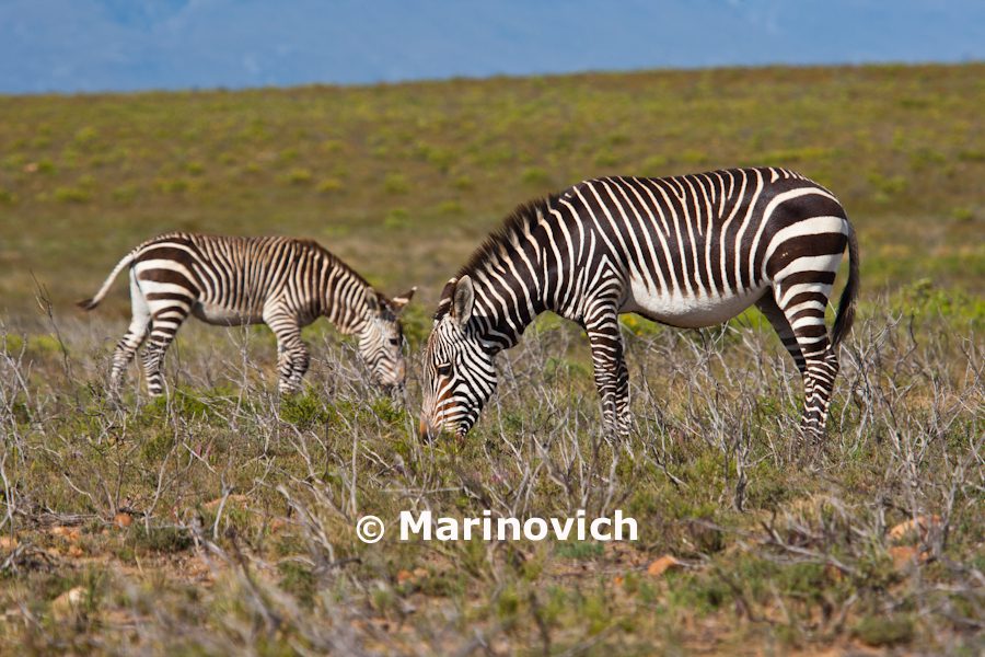 “Bontebok National Park – Marinovich Photography”
