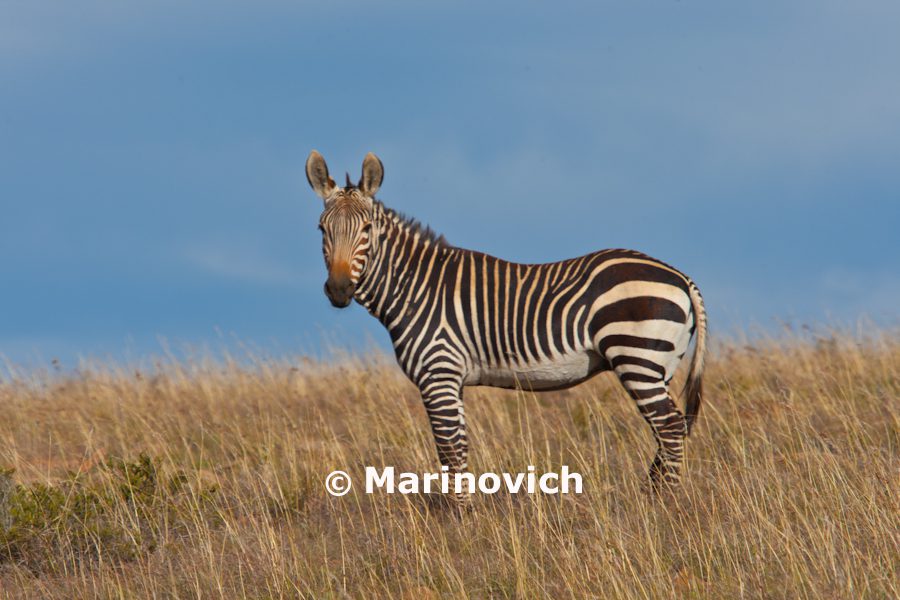 “Mountain Zebra Park – Marinovich Photography”