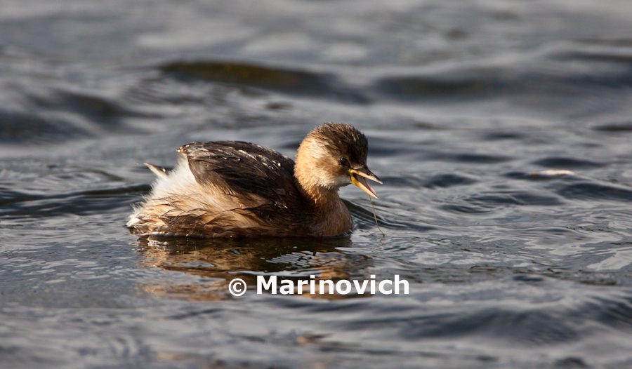 "Photographic journey to photograph the Little Grebe - Marinovich Photography"