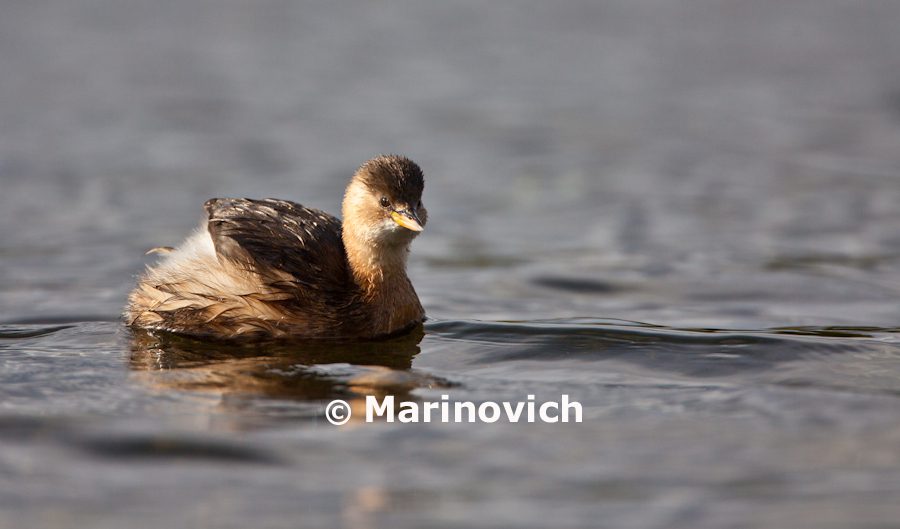 "Photographic journey to photograph the Little Grebe - Marinovich Photography"