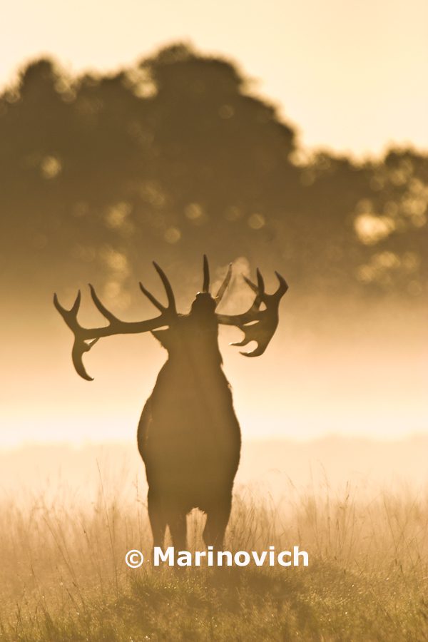 “Deer Rut in the UK – Marinovich Photography”