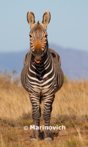"Mountain Zebra by Wayne Marinovich Photography"