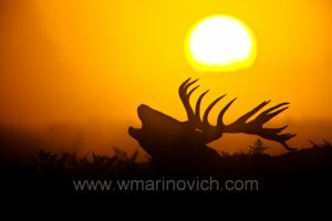"Red Deer stag silhouette by Wayne Marinovich Photography"