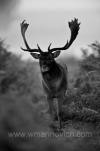 "Fallow Deer stag by Wayne Marinovich Photography"